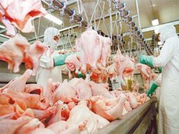 Impacto Surpreendente: O Crescimento da Produção de Carne de Frango na China em 2025 e Oportunidades Imperdíveis!