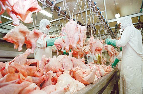 Impacto Surpreendente: O Crescimento da Produção de Carne de Frango na China em 2025 e Oportunidades Imperdíveis!