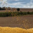 Impactos das Novas Leis Anti-moratória da Soja no Mercado Agrícola: O Que Esperar?