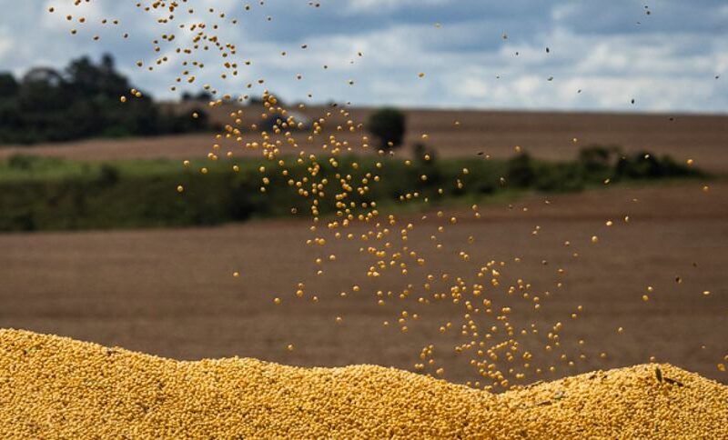 Impactos das Novas Leis Anti-moratória da Soja no Mercado Agrícola: O Que Esperar?
