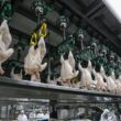 Impactos Surpreendentes: O Que a Queda nas Exportações de Aves Ucranianas Para a UE Significa Para Seu Mercado!