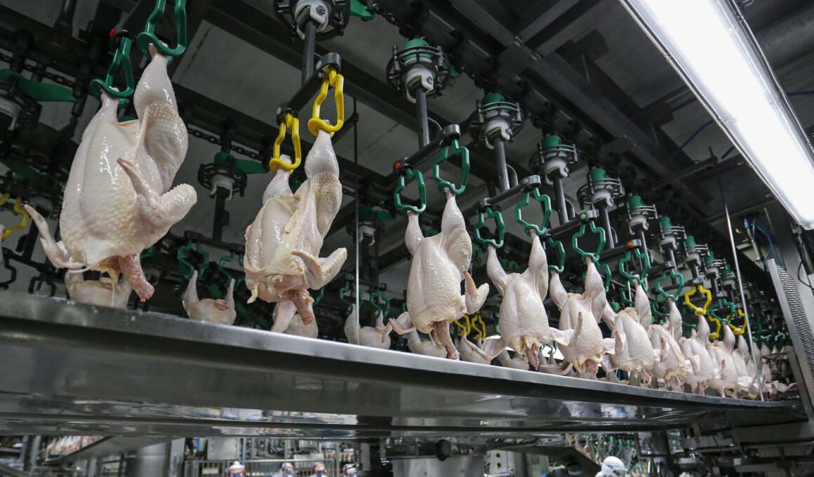 Impactos Surpreendentes: O Que a Queda nas Exportações de Aves Ucranianas Para a UE Significa Para Seu Mercado!