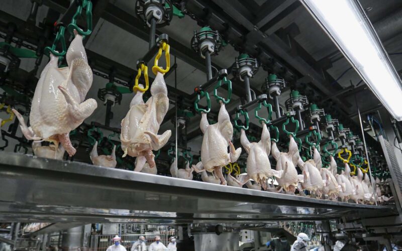 Impactos Surpreendentes: O Que a Queda nas Exportações de Aves Ucranianas Para a UE Significa Para Seu Mercado!