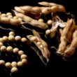 Incerteza Trump-China Impulsiona Soja Brasileira: Descubra o Impacto Positivo no Agro Nacional!
