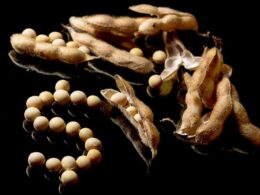 Incerteza Trump-China Impulsiona Soja Brasileira: Descubra o Impacto Positivo no Agro Nacional!