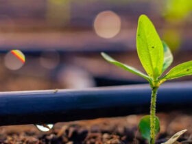 Inovação Verde: Fungos e Plástico Reciclado Transformam o Futuro