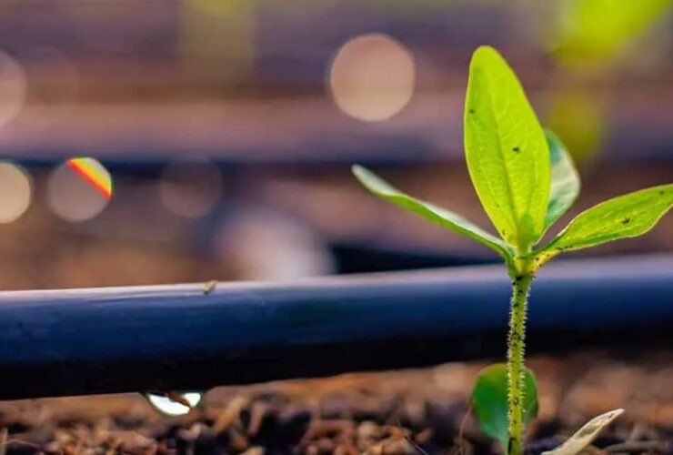 Inovação Verde: Fungos e Plástico Reciclado Transformam o Futuro