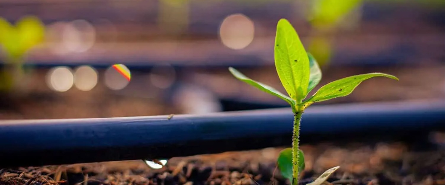 Inovação Verde: Fungos e Plástico Reciclado Transformam o Futuro