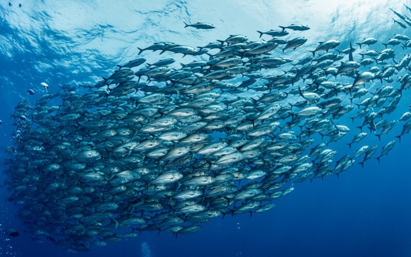 Inovações na Pesca: Como Parcerias dos Pesquisadores Brasileiros nos EUA Revolucionam o Setor