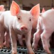 Invernos Produtivos: Dicas da C.Vale para Suinocultores Transformarem o Bem-Estar Animal em Lucro