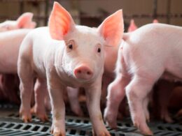 Invernos Produtivos: Dicas da C.Vale para Suinocultores Transformarem o Bem-Estar Animal em Lucro