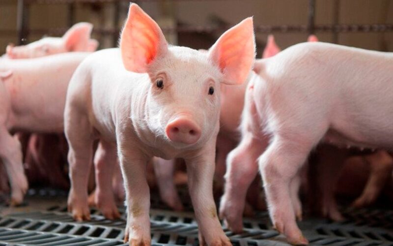 Invernos Produtivos: Dicas da C.Vale para Suinocultores Transformarem o Bem-Estar Animal em Lucro