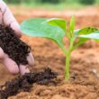 Lei dos Bioinsumos Aprovada no Senado: O Que Muda no Futuro da Agricultura Brasileira