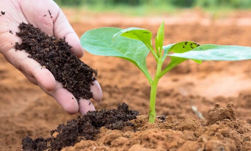 Lei dos Bioinsumos Aprovada no Senado: O Que Muda no Futuro da Agricultura Brasileira