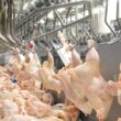 Liberação da Carne de Aves: O Que a Nova Decisão da Coreia do Sul, Angola e Catar Significa para o Brasil?