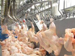 Liberação da Carne de Aves: O Que a Nova Decisão da Coreia do Sul, Angola e Catar Significa para o Brasil?