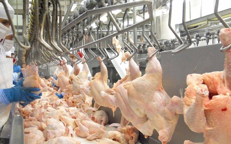 Liberação da Carne de Aves: O Que a Nova Decisão da Coreia do Sul, Angola e Catar Significa para o Brasil?