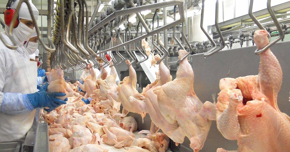 Liberação da Carne de Aves: O Que a Nova Decisão da Coreia do Sul, Angola e Catar Significa para o Brasil?