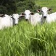 Marfrig e BRF: os gigantes da proteína bovina que estão redefinindo o futuro sustentável do setor!