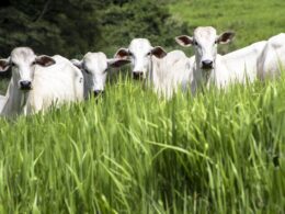 Marfrig e BRF: os gigantes da proteína bovina que estão redefinindo o futuro sustentável do setor!