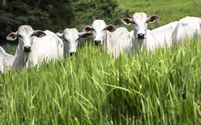 Marfrig e BRF: os gigantes da proteína bovina que estão redefinindo o futuro sustentável do setor!