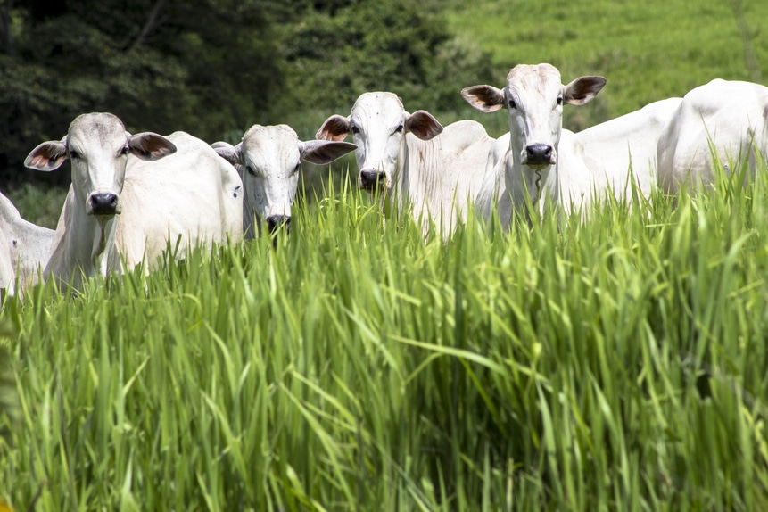 Marfrig e BRF: os gigantes da proteína bovina que estão redefinindo o futuro sustentável do setor! Marfrig e BRF: os gigantes da proteína bovina que estão redefinindo o futuro sustentável do setor!