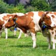 Marfrig Orgulhosamente Avança no Bem-Estar Animal: Um Marco que Transforma a Indústria de Alimentos!
