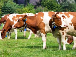 Marfrig Orgulhosamente Avança no Bem-Estar Animal: Um Marco que Transforma a Indústria de Alimentos!