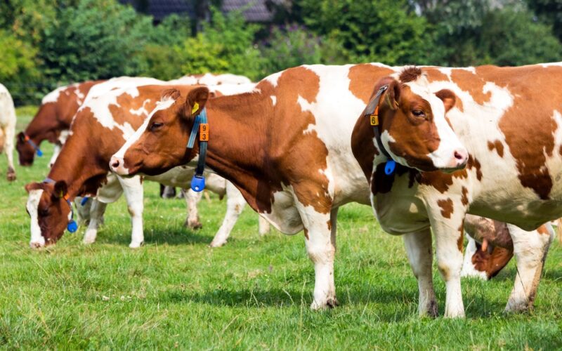 Marfrig Orgulhosamente Avança no Bem-Estar Animal: Um Marco que Transforma a Indústria de Alimentos!