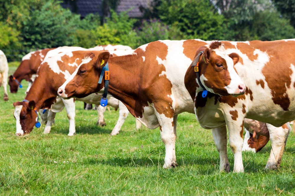 Marfrig Orgulhosamente Avança no Bem-Estar Animal: Um Marco que Transforma a Indústria de Alimentos!