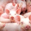 Mato Grosso: Oportunidade de Ouro para Expandir a Produção de Suínos no Mercado Internacional!