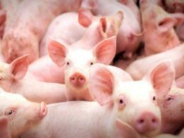 Mato Grosso: Oportunidade de Ouro para Expandir a Produção de Suínos no Mercado Internacional!