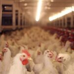 Média das exportações de carne de frango indica resultado positivo para 2024