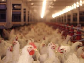 Média das exportações de carne de frango indica resultado positivo para 2024