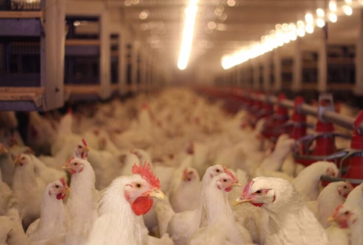 Média das exportações de carne de frango indica resultado positivo para 2024