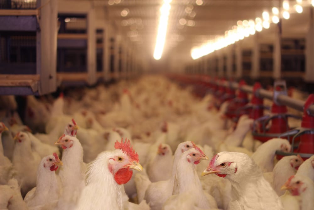 Média das exportações de carne de frango indica resultado positivo para 2024