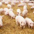 Brasil e México: A Oportunidade Imperdível que Revoluciona o Mercado de Alimentos!