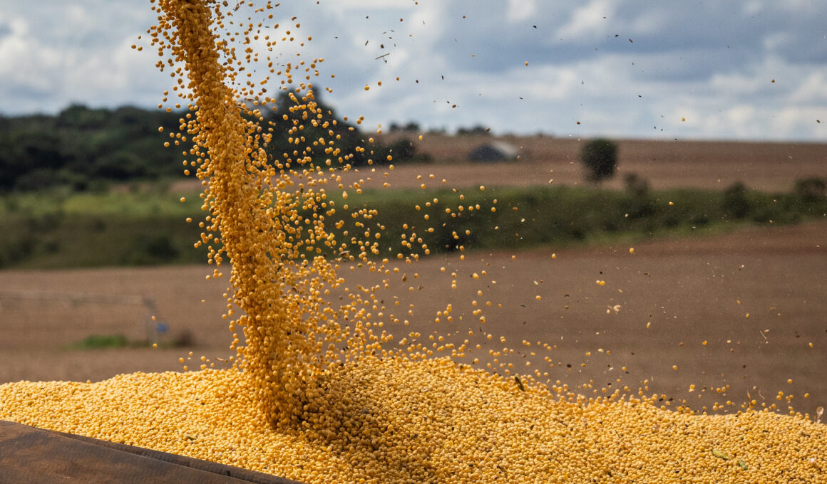 Milho em Alta: Brasil Colhe 10,3% da Safra de Verão 2024/25 e o Que Isso Significa para o Mercado! Milho em Alta: Brasil Colhe 10,3% da Safra de Verão 2024/25 e o Que Isso Significa para o Mercado!