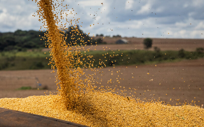 Milho em Alta: Brasil Colhe 10,3% da Safra de Verão 2024/25 e o Que Isso Significa para o Mercado!