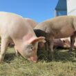 Minas Gerais confirma suínos livres de doenças: exportações em alta e carne mais segura na sua mesa