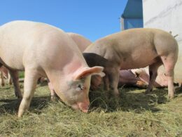 Minas Gerais confirma suínos livres de doenças: exportações em alta e carne mais segura na sua mesa