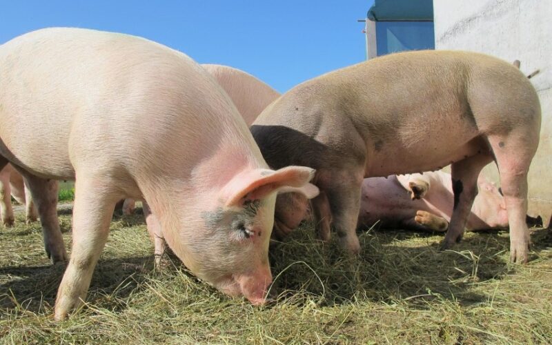 Minas Gerais confirma suínos livres de doenças: exportações em alta e carne mais segura na sua mesa