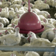 Missão chinesa abre janela de ouro para o frango brasileiro: exportadores já comemoram