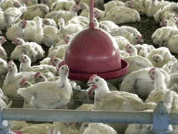 Missão chinesa abre janela de ouro para o frango brasileiro: exportadores já comemoram