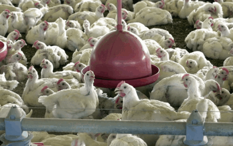 Missão chinesa abre janela de ouro para o frango brasileiro: exportadores já comemoram