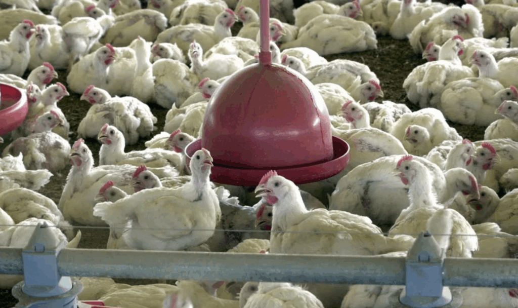 Missão chinesa abre janela de ouro para o frango brasileiro: exportadores já comemoram