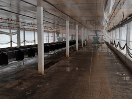 Montenegro (RS) Inicia Vazio Sanitário: O Que Isso Significa para a Saúde Pública e a Agricultura Local?