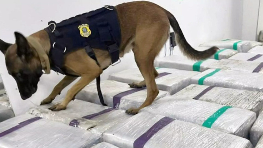 Os entorpecentes foram encontrados pelos cães farejadores (Reprodução, PRF)