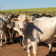 Multinacional abre primeiro frigorífico próprio no Pará, gerando novas oportunidades no setor agropecuário.