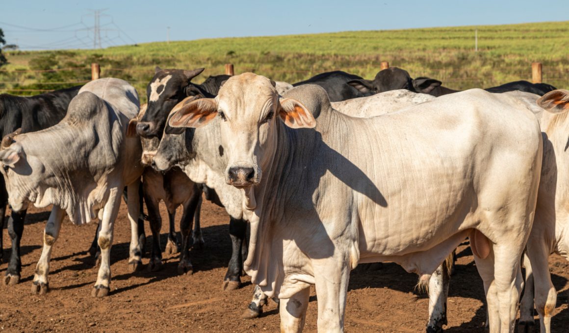 Multinacional abre primeiro frigorífico próprio no Pará, gerando novas oportunidades no setor agropecuário.